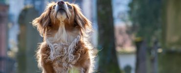 demenager chien comment s'y prendre